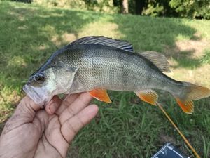 European Perch