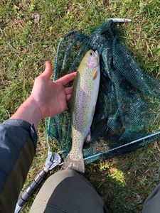 Rainbow Trout