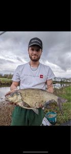 Common Bream