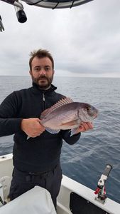 Red Porgy