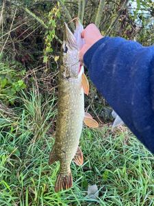 Northern Pike