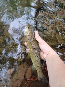 Brown Trout