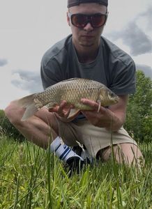 Crucian Carp