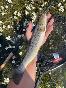 Brown Trout