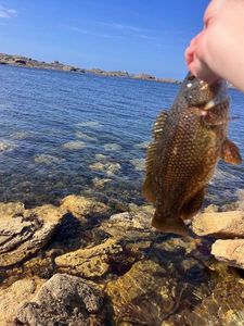 Ballan Wrasse