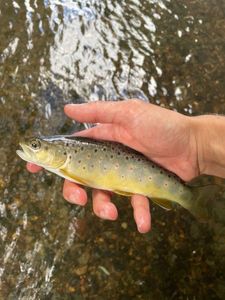 Brown Trout
