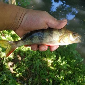 European Perch