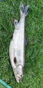 Lake Trout