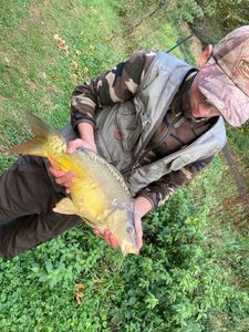 Mirror Carp