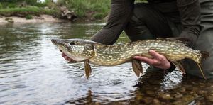 Northern Pike