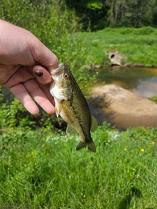 Largemouth Bass