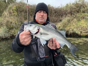 European Bass (Seabass)