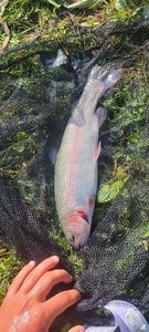 Rainbow Trout
