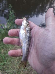 Gudgeon