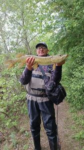 Northern Pike