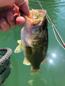 Largemouth Bass