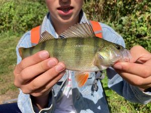 European Perch