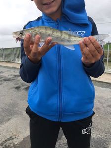 Zander