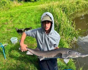 Sturgeon