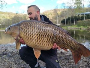 Common Carp