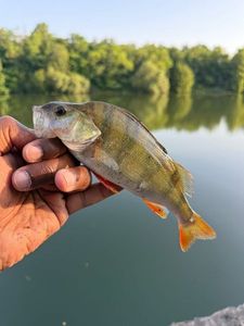 European Perch