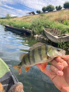 European Perch