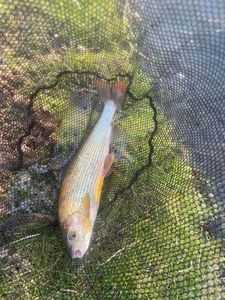 Grayling