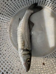 European Bass (Seabass)