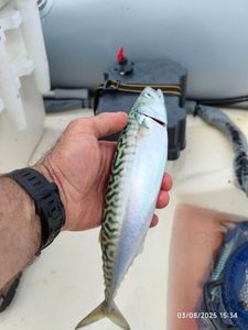 Mackerel
