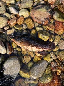 Ballan Wrasse