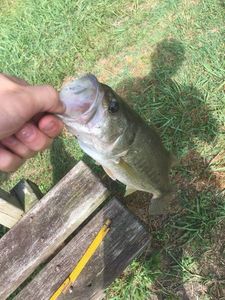 Largemouth Bass