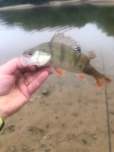 European Perch
