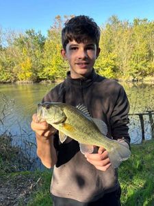 Largemouth Bass