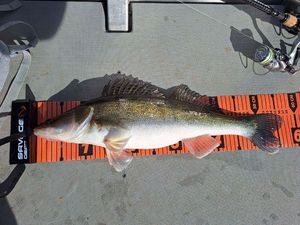 Zander