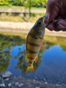 European Perch