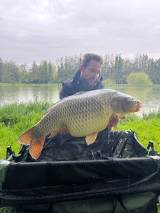 Common Carp