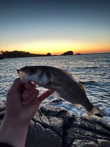 European Bass (Seabass)