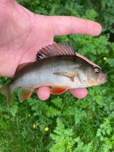 European Perch
