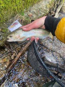 Rainbow Trout