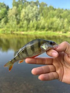 European Perch