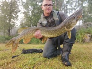 Northern Pike