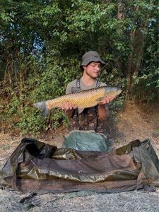Grass Carp