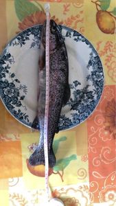 Rainbow Trout