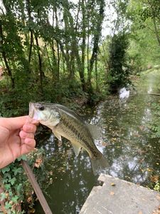 Largemouth Bass