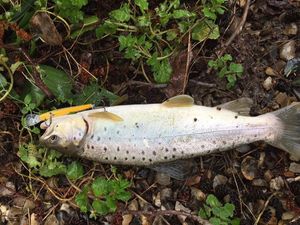 Brown Trout