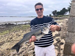 European Bass (Seabass)
