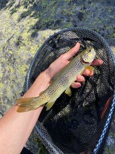 Brown Trout