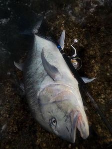Giant Trevally (GT)