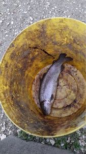 Rainbow Trout