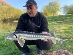 Sturgeon caught by Arnaud Lecomte